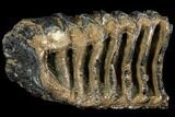 Partial Southern Mammoth Molar - Hungary #111861-2